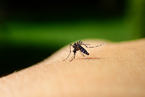 蚊のアップ写真